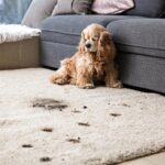 How Regular Carpet Cleaning Can Remove Pet Smell From Your Carpet